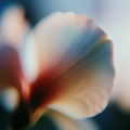 Cream Petal Study