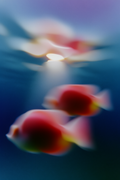 Deep Sea Geometry